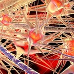 תאי עצב. אילוסטרציה: depositphotos.com